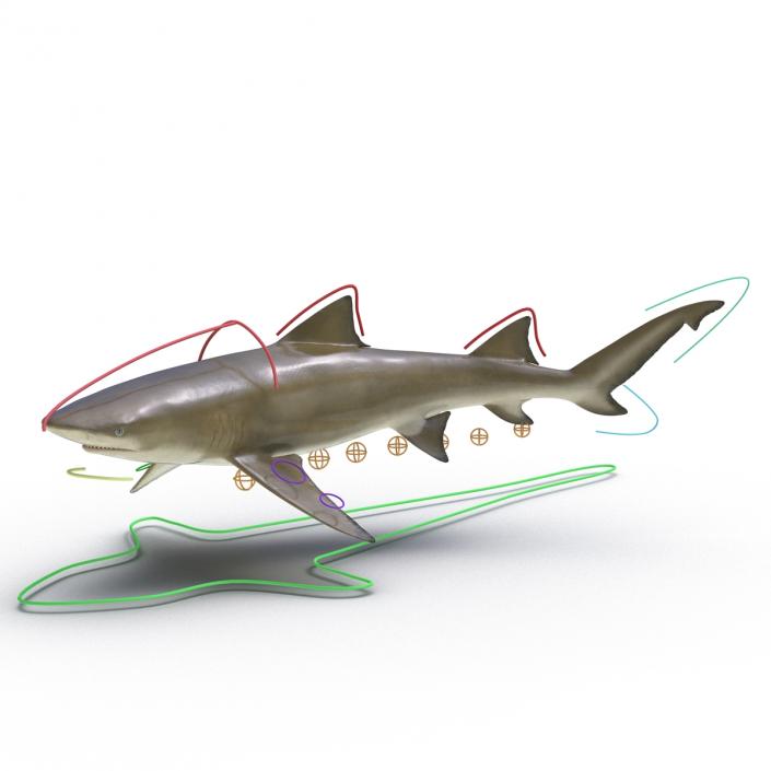 3D Sicklefin Lemon Shark Rigged model