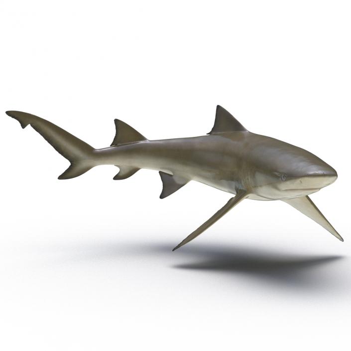 3D Sicklefin Lemon Shark Rigged model