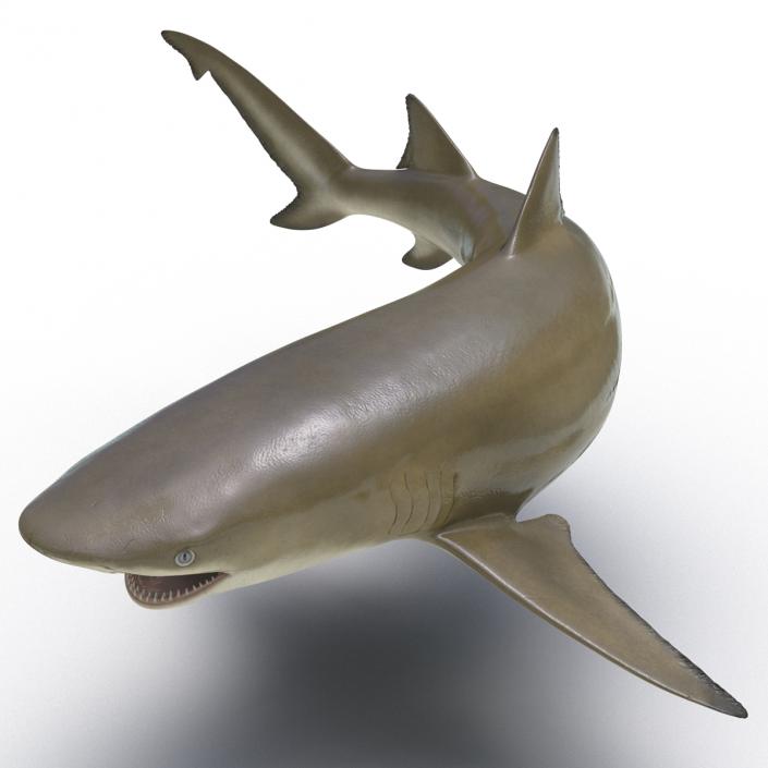 3D Sicklefin Lemon Shark Rigged model