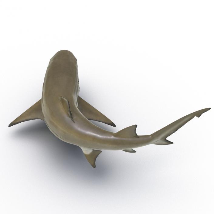 3D Sicklefin Lemon Shark Rigged model