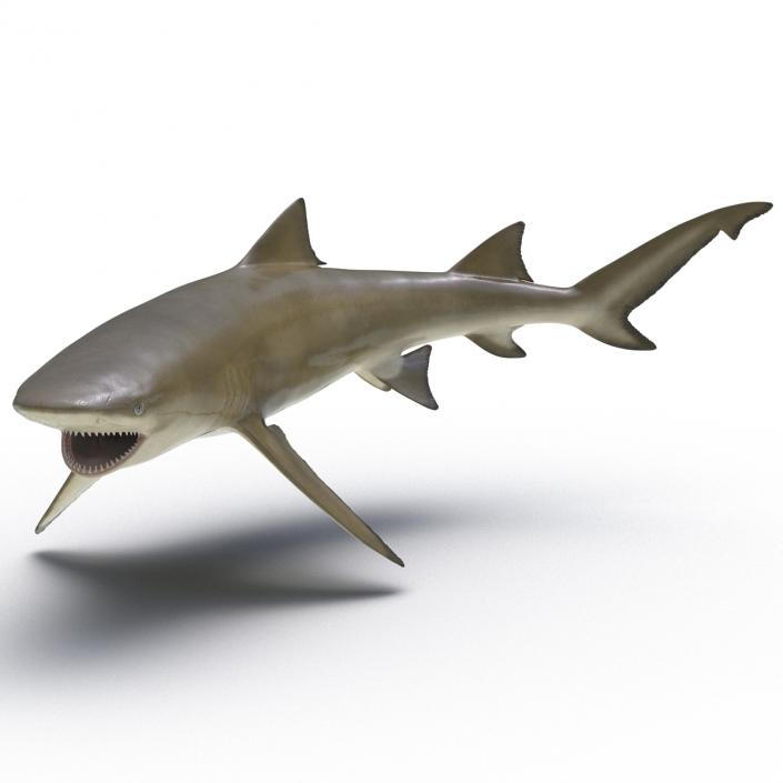 3D Sicklefin Lemon Shark Rigged model