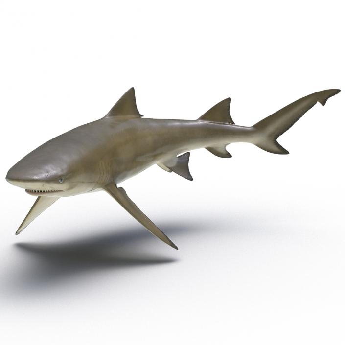 3D Sicklefin Lemon Shark Rigged model