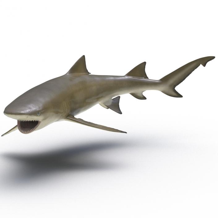 3D Sicklefin Lemon Shark Rigged model