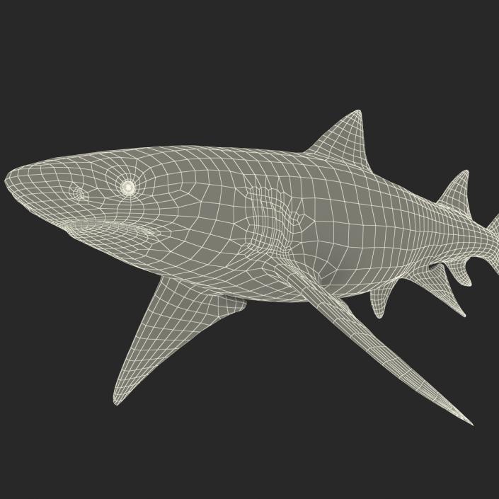 3D Sicklefin Lemon Shark Rigged model