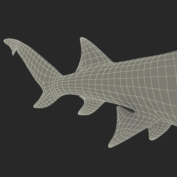 3D Sicklefin Lemon Shark Rigged model