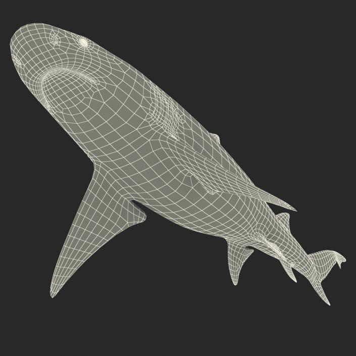 3D Sicklefin Lemon Shark Rigged model