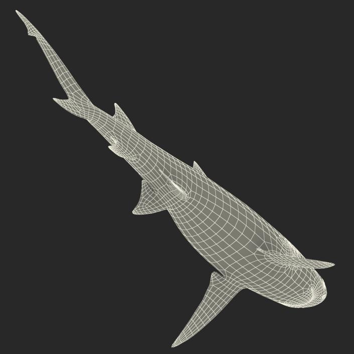 3D Sicklefin Lemon Shark Rigged model