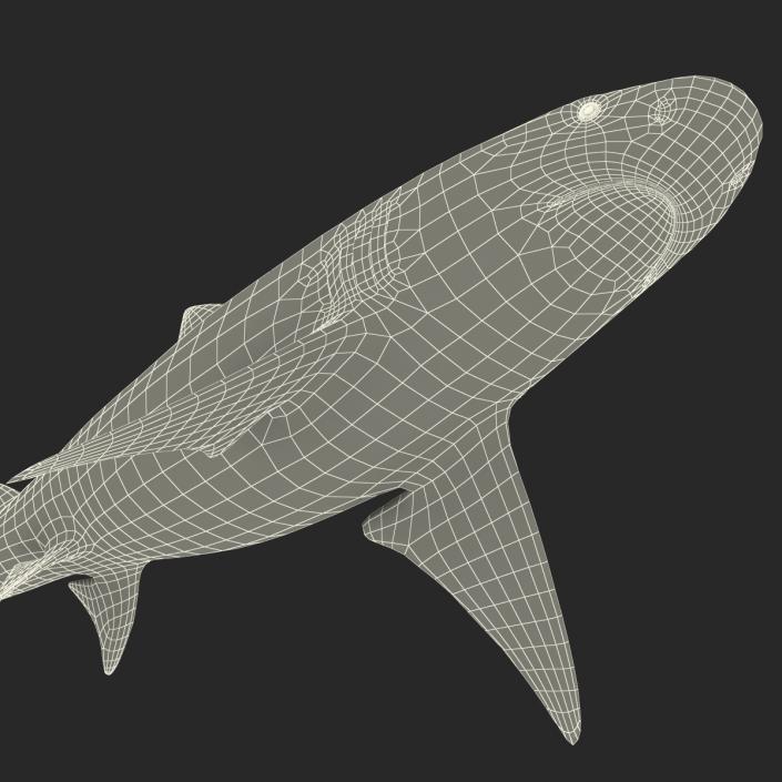 3D Sicklefin Lemon Shark Rigged model