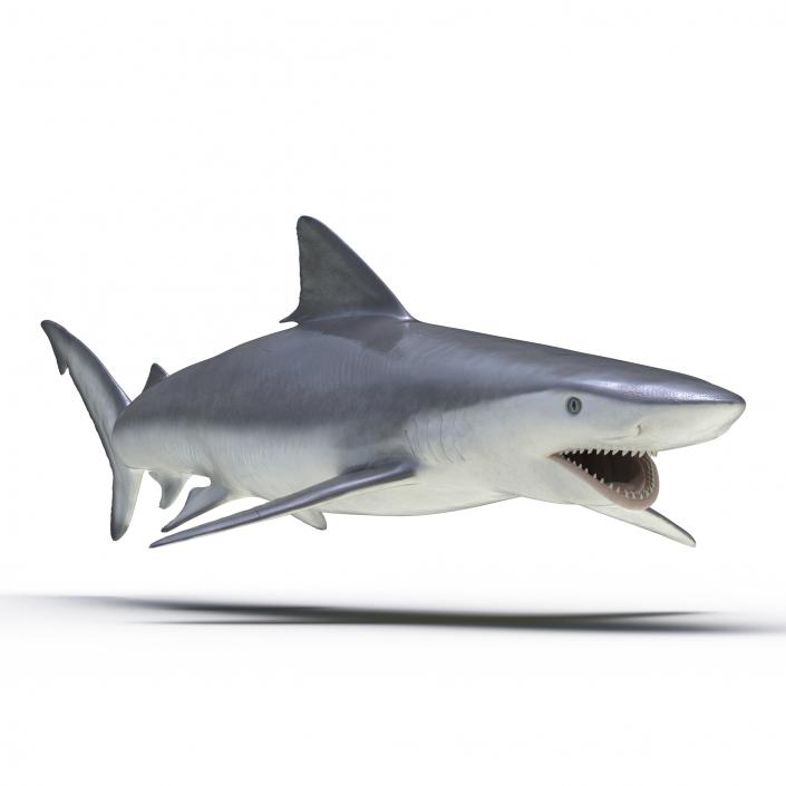 Smalltail Shark Rigged 3D