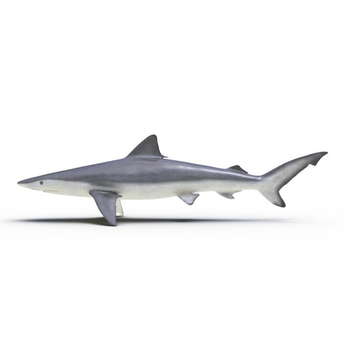 Smalltail Shark Rigged 3D