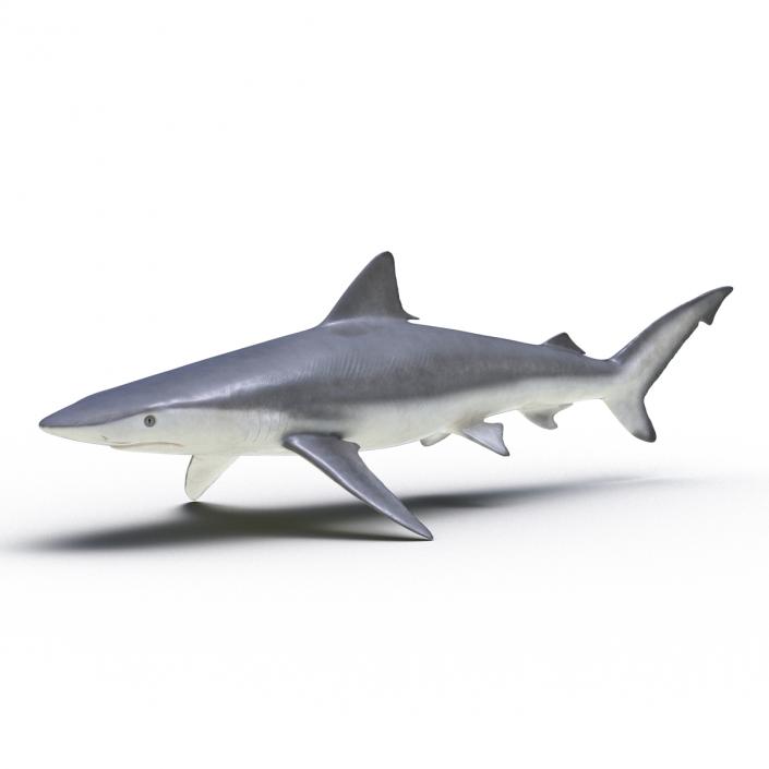 Smalltail Shark Rigged 3D