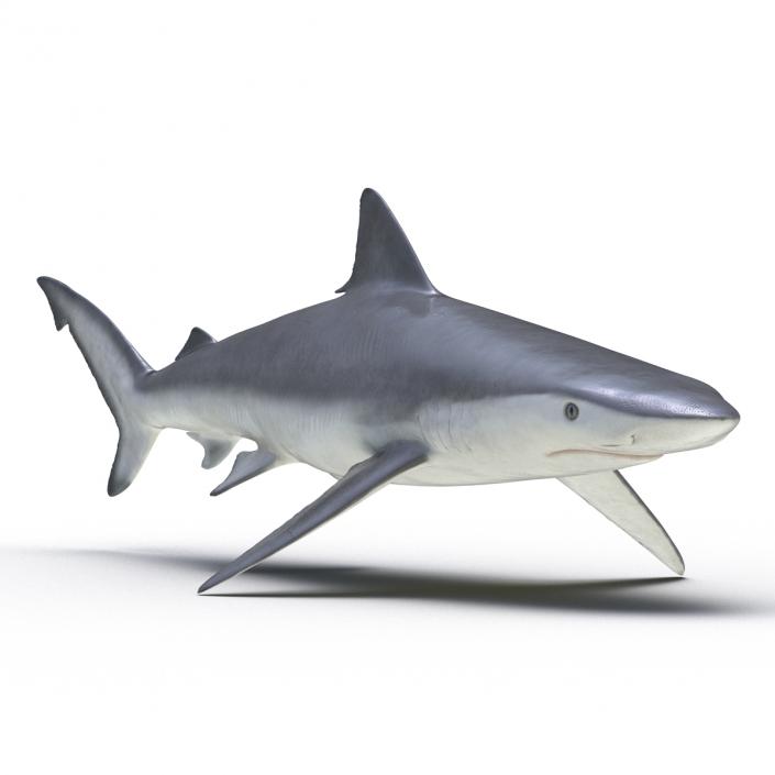 Smalltail Shark Rigged 3D