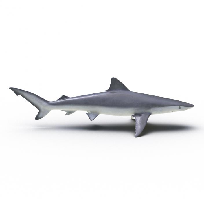 Smalltail Shark Rigged 3D