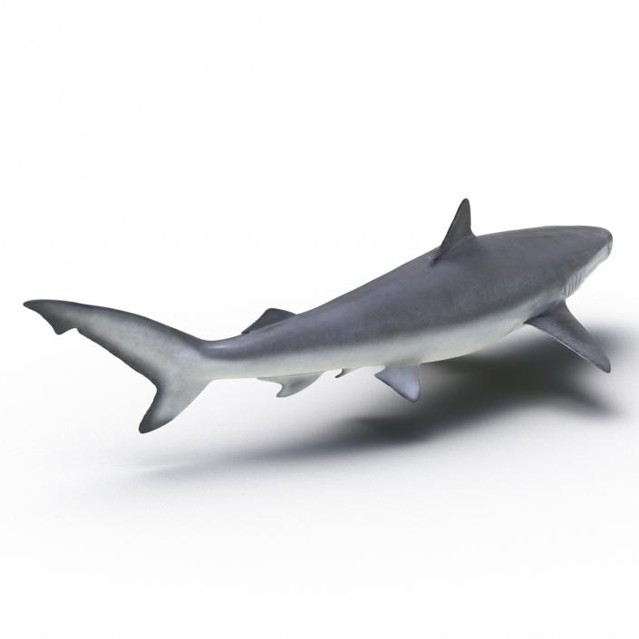 Smalltail Shark Rigged 3D