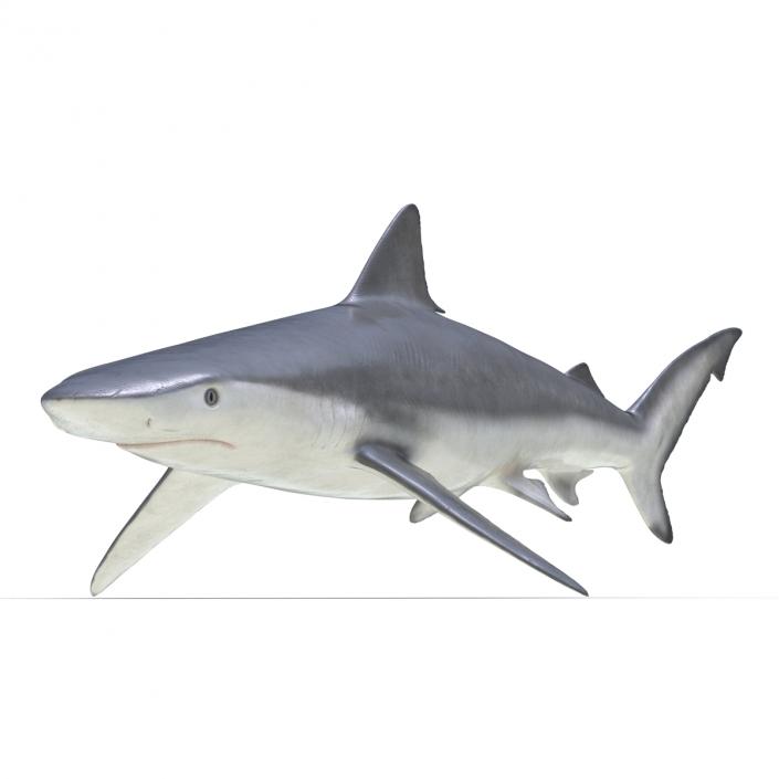 Smalltail Shark Rigged 3D