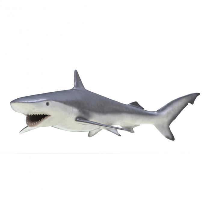 Smalltail Shark Rigged 3D