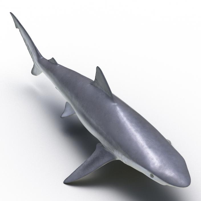 Smalltail Shark Rigged 3D