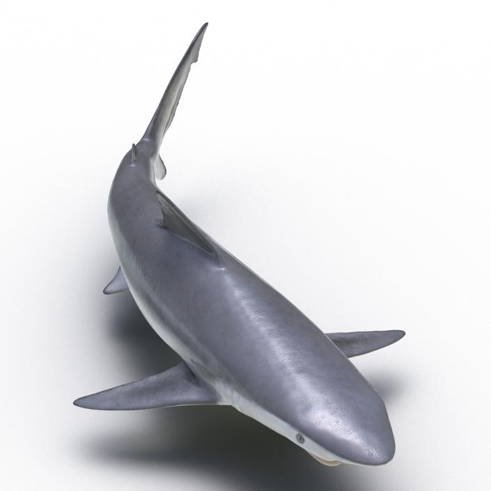 Smalltail Shark Rigged 3D