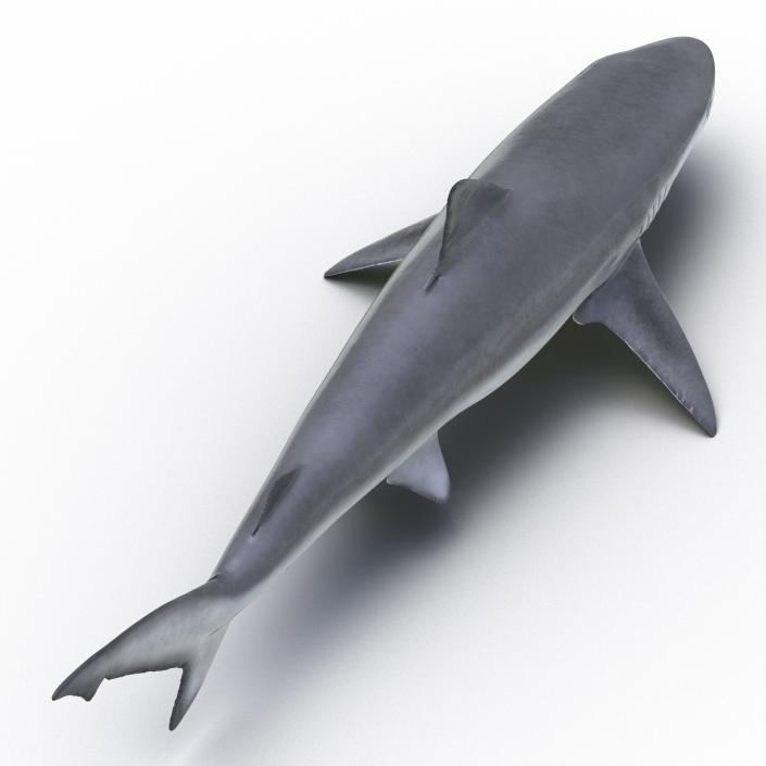 Smalltail Shark Rigged 3D