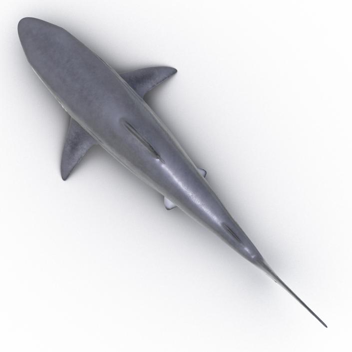 Smalltail Shark Rigged 3D