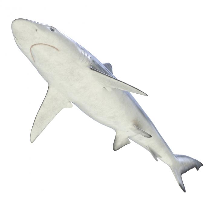 Smalltail Shark Rigged 3D