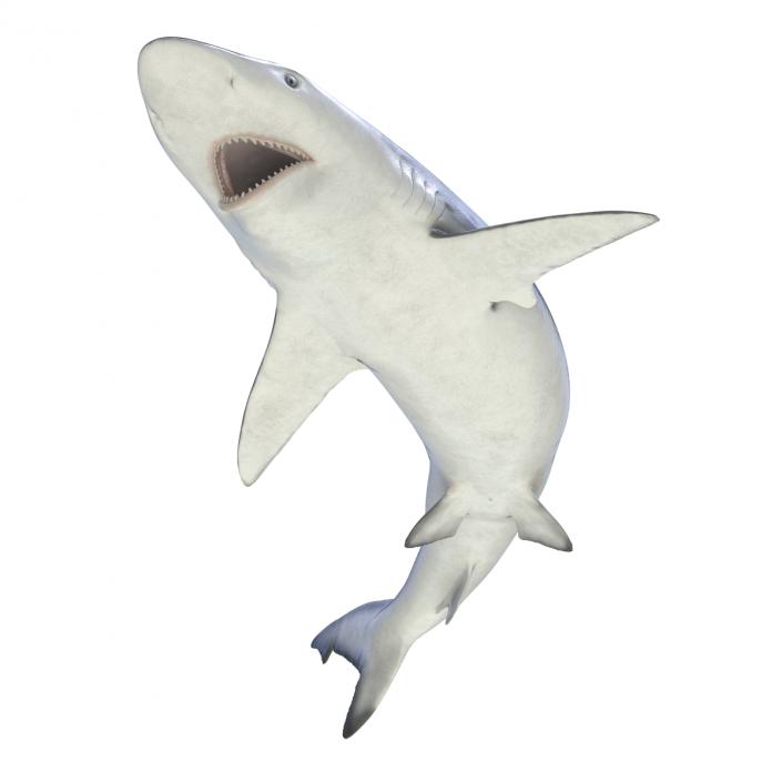 Smalltail Shark Rigged 3D