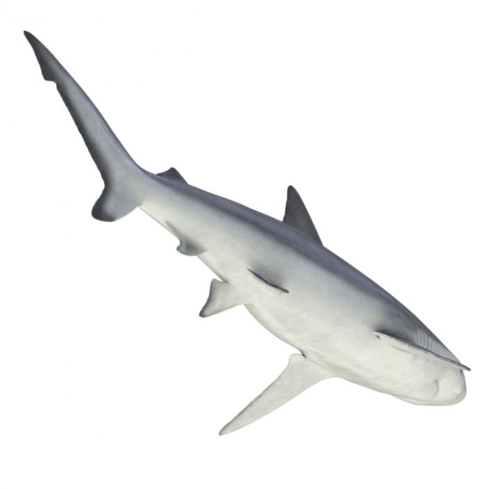 Smalltail Shark Rigged 3D