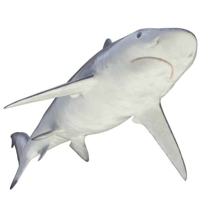 Smalltail Shark Rigged 3D