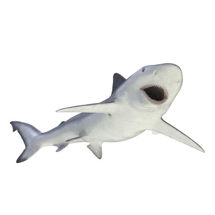 Smalltail Shark Rigged 3D