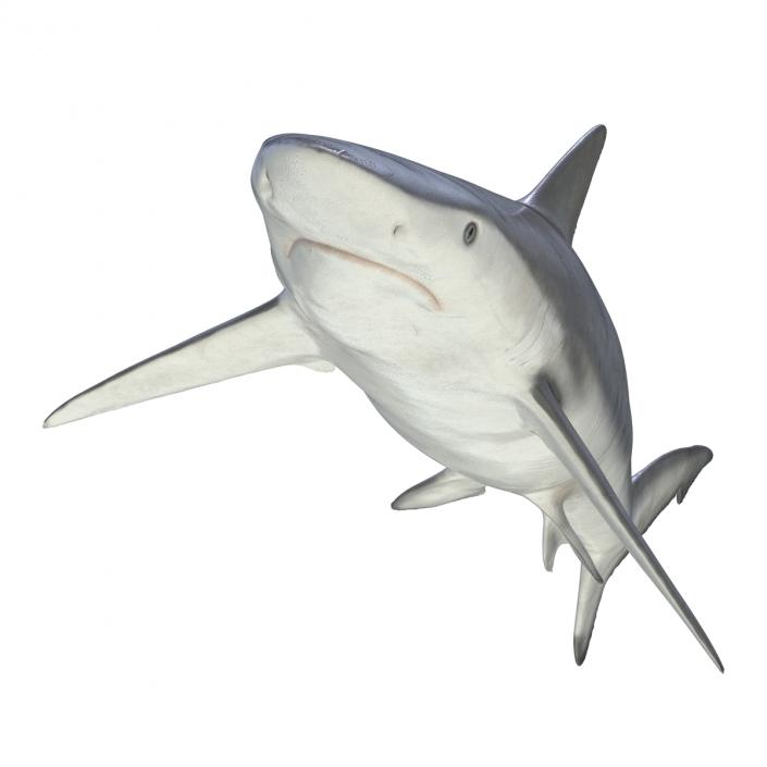 Smalltail Shark Rigged 3D