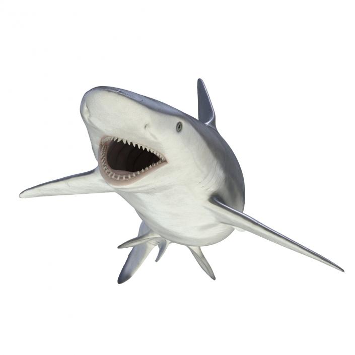 Smalltail Shark Rigged 3D