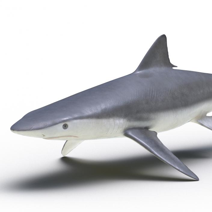 Smalltail Shark Rigged 3D