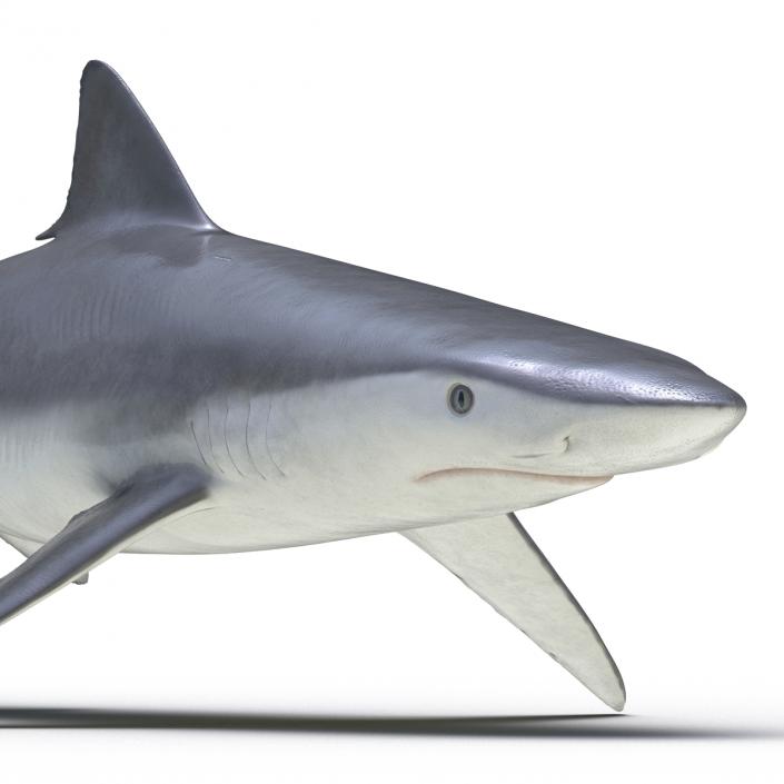 Smalltail Shark Rigged 3D