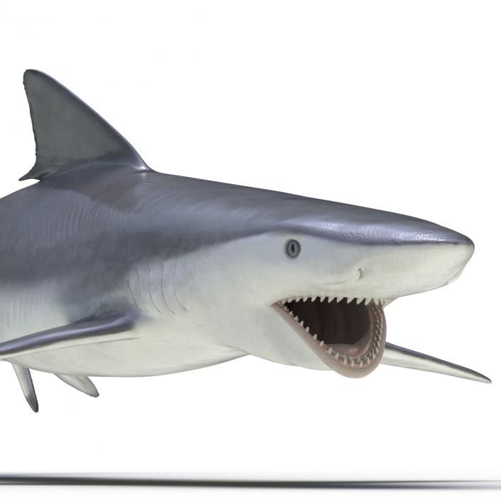 Smalltail Shark Rigged 3D