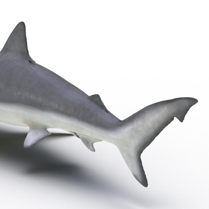 Smalltail Shark Rigged 3D