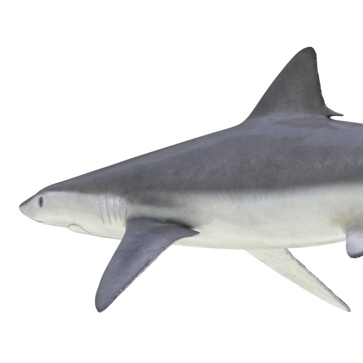 Smalltail Shark Rigged 3D