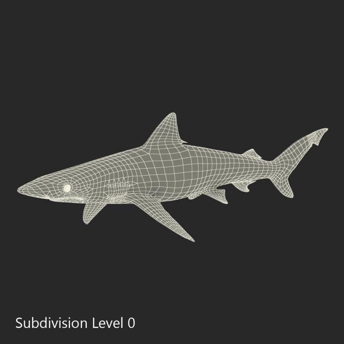 Smalltail Shark Rigged 3D