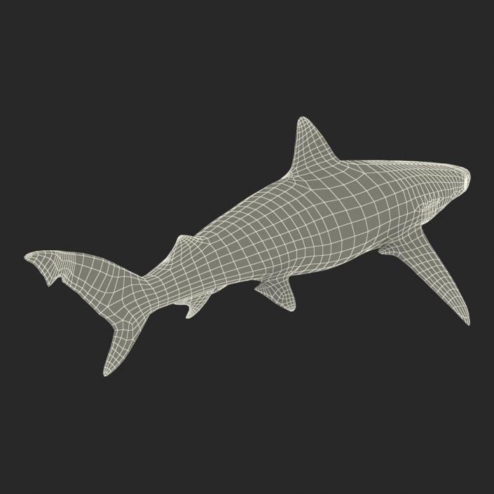 Smalltail Shark Rigged 3D