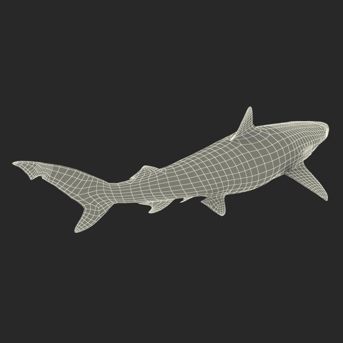 Smalltail Shark Rigged 3D