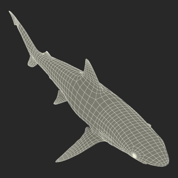 Smalltail Shark Rigged 3D