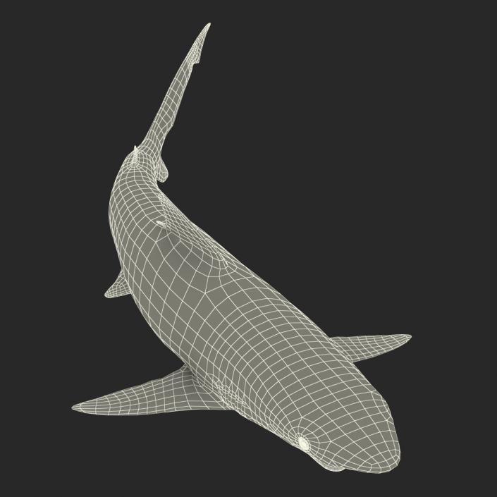 Smalltail Shark Rigged 3D