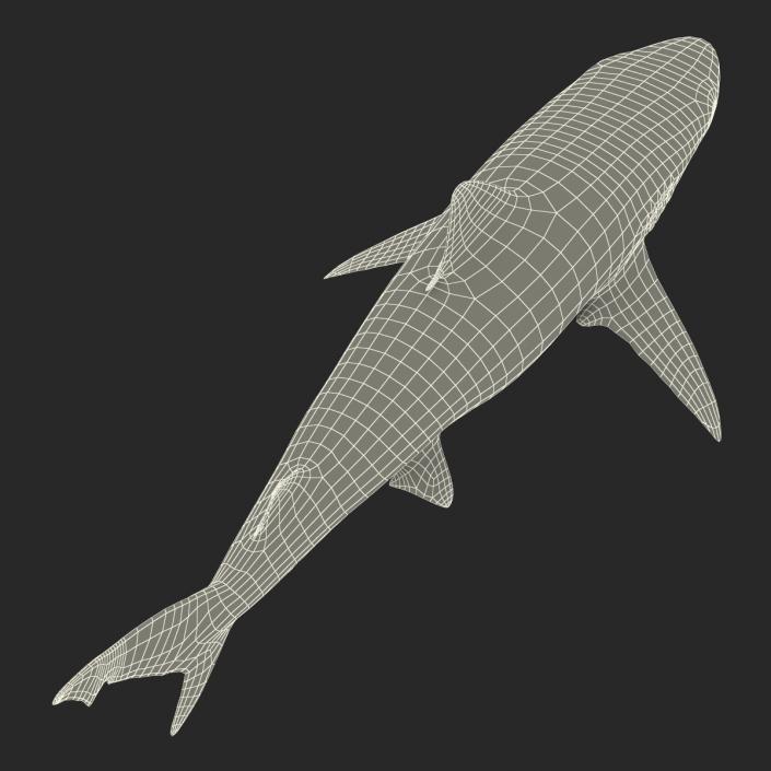 Smalltail Shark Rigged 3D