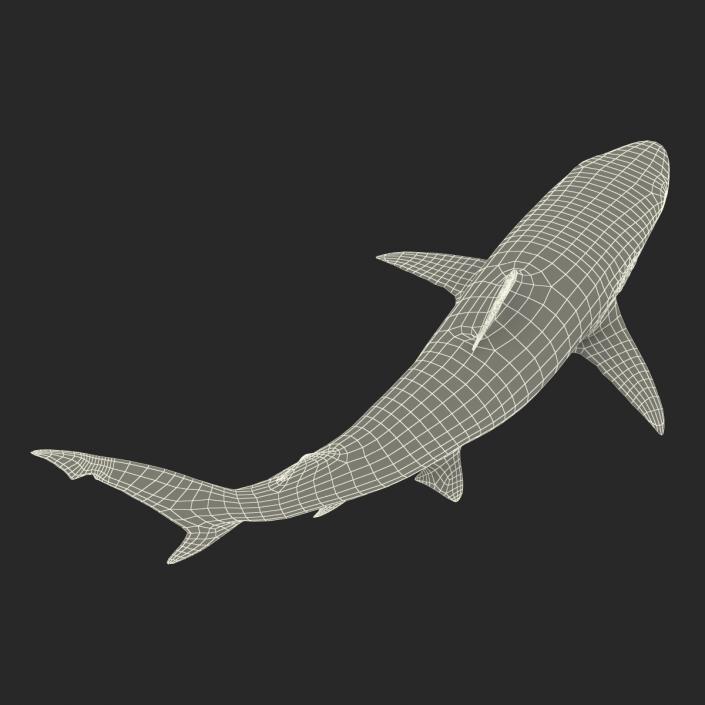 Smalltail Shark Rigged 3D