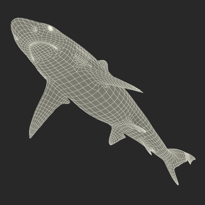 Smalltail Shark Rigged 3D