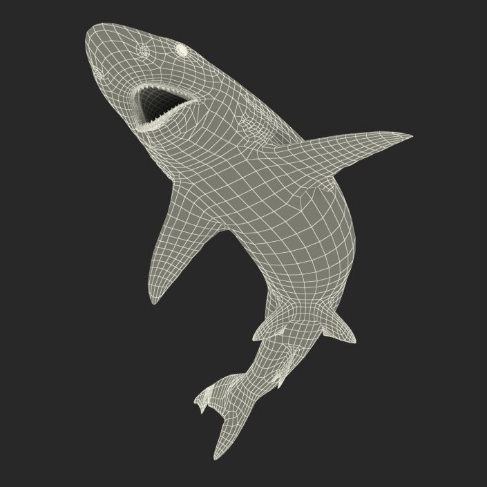 Smalltail Shark Rigged 3D