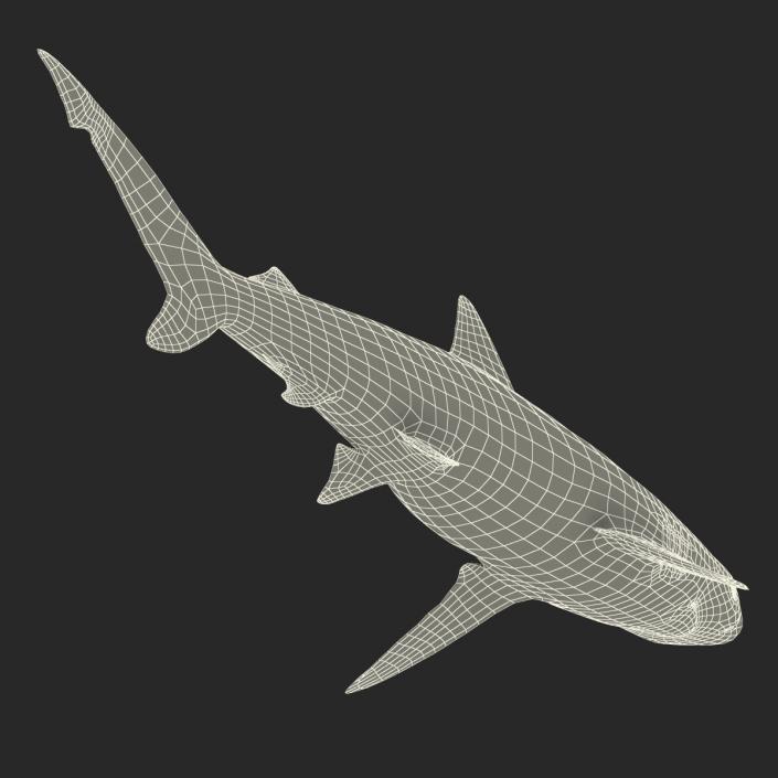 Smalltail Shark Rigged 3D