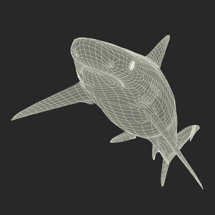 Smalltail Shark Rigged 3D