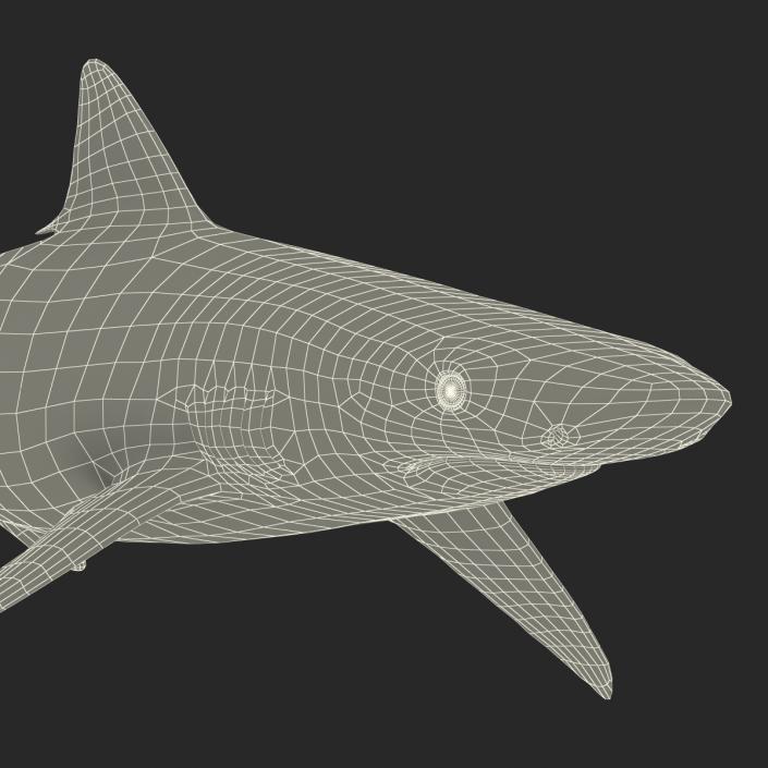 Smalltail Shark Rigged 3D