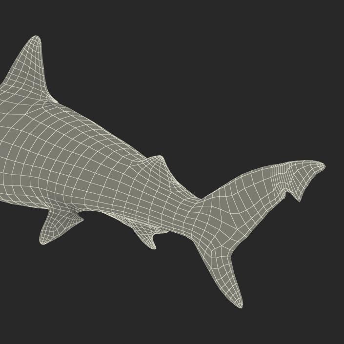 Smalltail Shark Rigged 3D