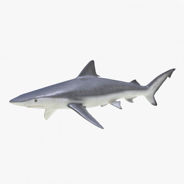 3D model Smalltail Shark